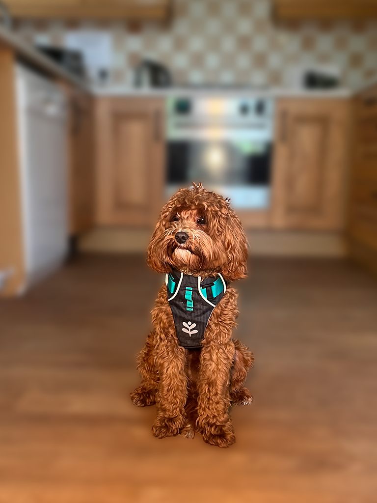 A golden Cavapoo puppy sat down.